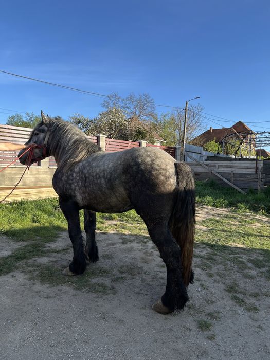 Vand Armasar de 3 ani