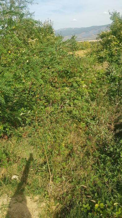 Продава се Парцел в Сапарева баня - 4700 кв.м за 16 €/кв.м - Снимка #3