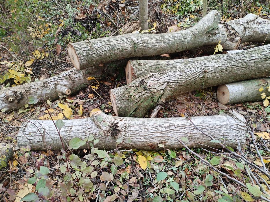 Стебла Трупи от Орехови Дървета Различна Дебелина и Дължина