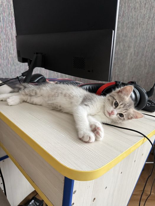 Котенок бесплатно
