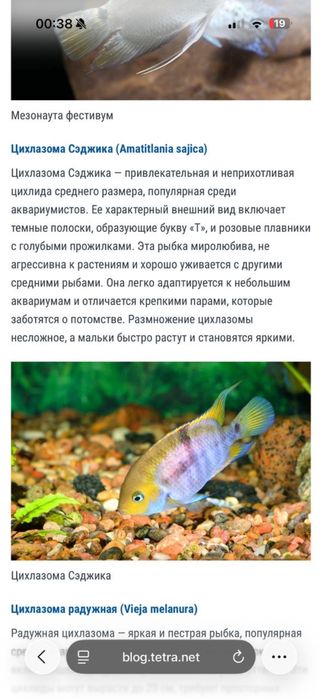 Аквариумные рыбы цихлазома