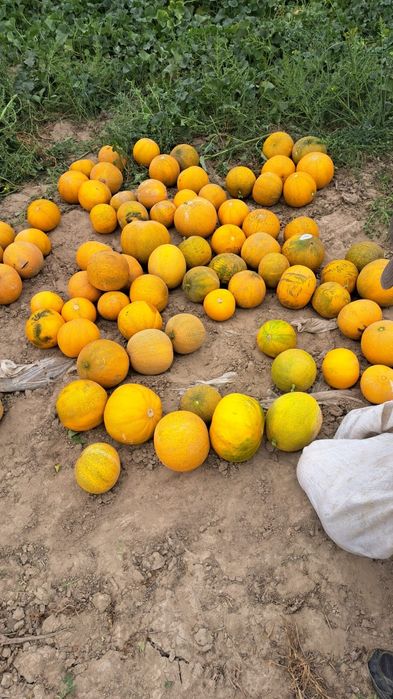 Продам арбузы и дыни