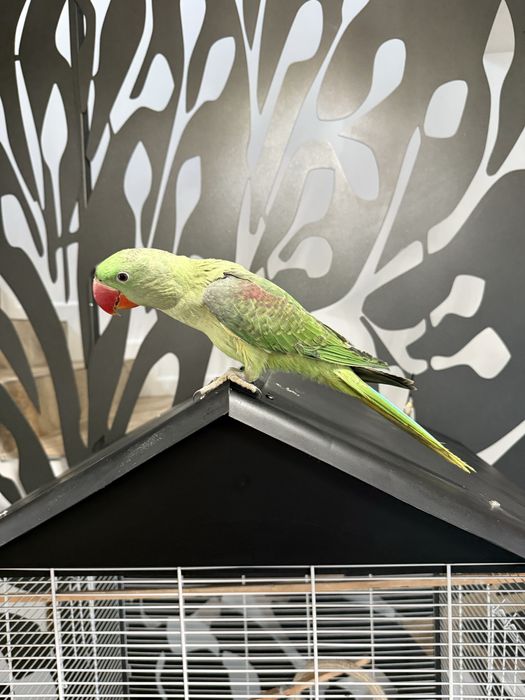 Papagali vorbitori pui marele alexandru alexander