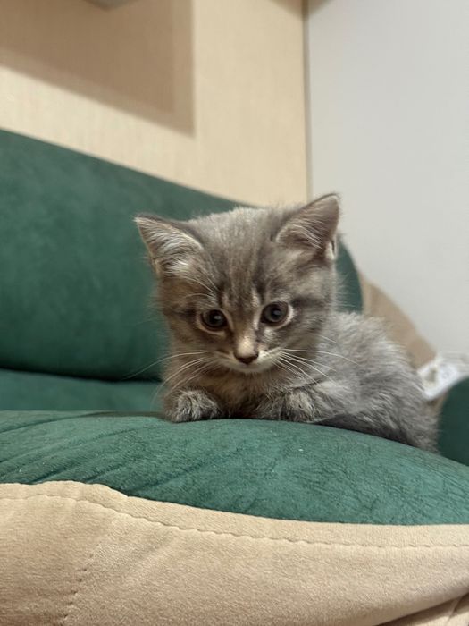 Отдаю милых котят