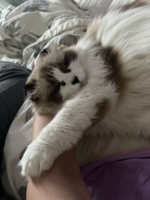 Объявление только для передержки кошек