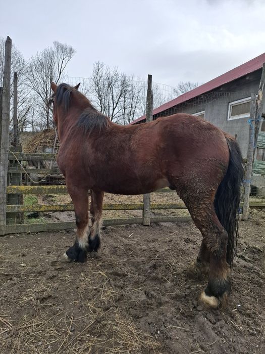 De vânzare mânz de doi ani