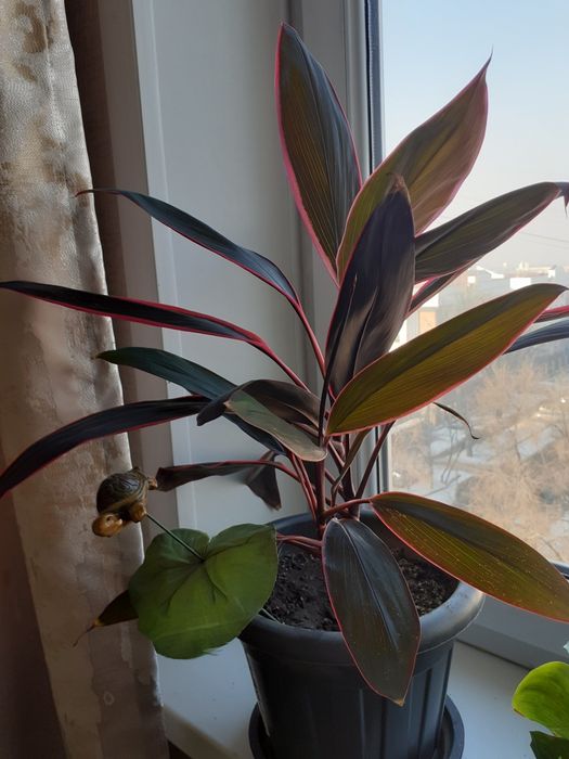 Комнатные  цветы