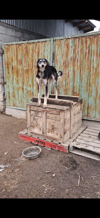 Тазы сатылады  ургашы  11айлык