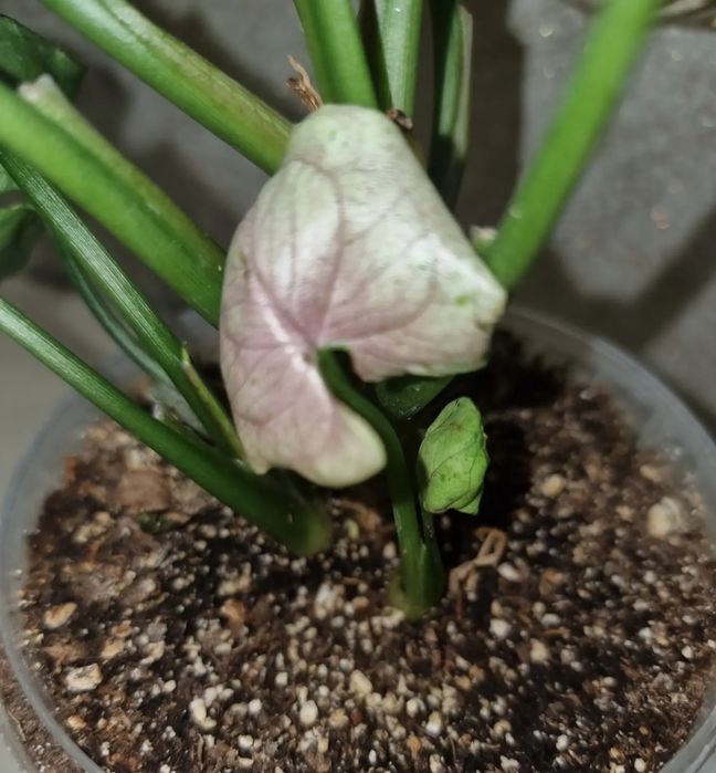 Комнатные цветы Сингониум Серый призрак