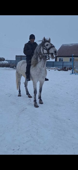 Продам жеребца .