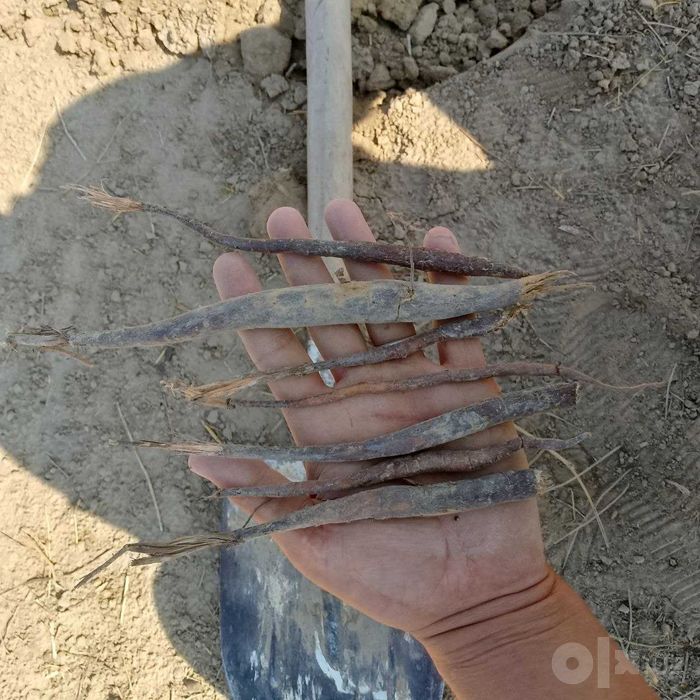Каврак кучатлари