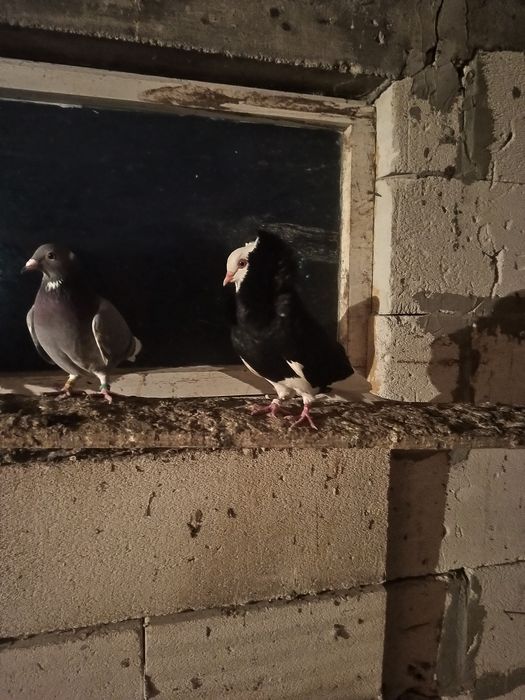 Vând o pereche de porumbei capucini negru lucios