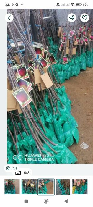 Vănd laur englezesc