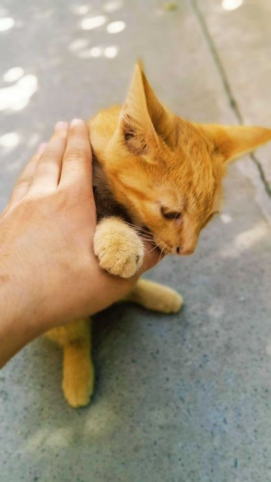 Отдам хорошим людям