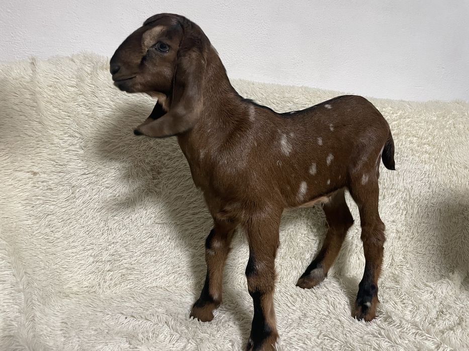 Продается козлик. % камори