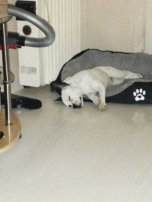 Породисти кучета