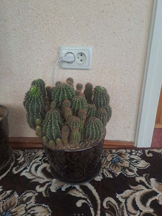 Кактус 4та катта тувакда