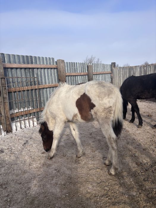 Сельхоз животные