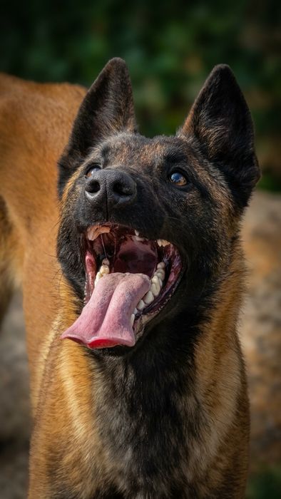 Femelă Ciobănesc Belgian Malinois pedigree Fci