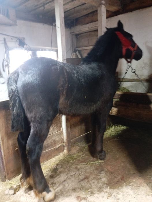 Vând mânz de un an din părinți foarte buni