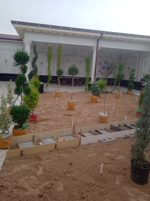 Gazon rulon samarkand