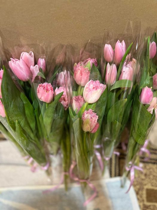 тюльпаны оптом, в розницу 600