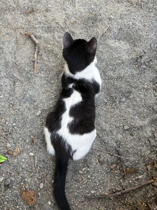 Котенок в добрые руки!!!