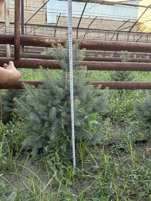 Archa srochna sotiladi