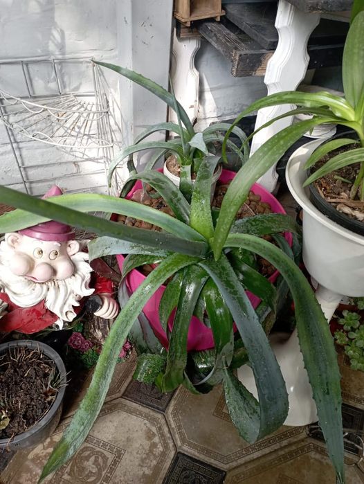 Продам цветок Агава