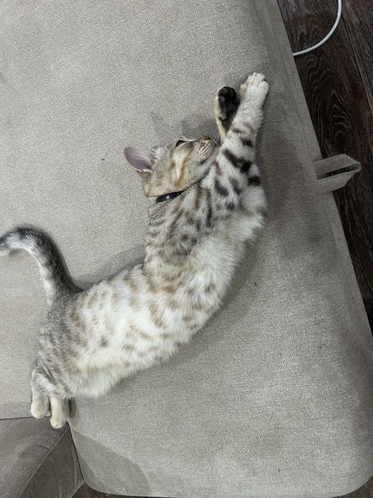 Кошки в хорошие руки