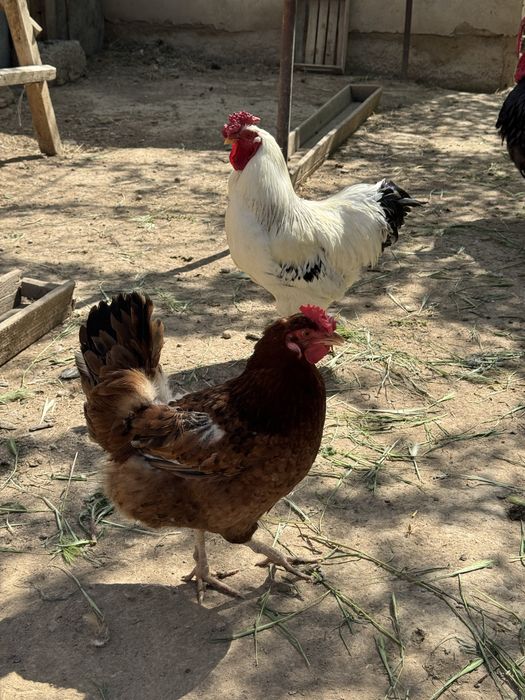 Тауық, үндік, индюк, тауык