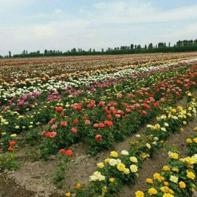 Букетичный атир гул