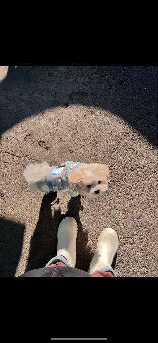 Комбинезон для и одежда для собак