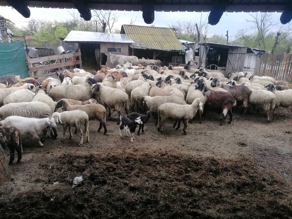 Oi și capre de vânzare