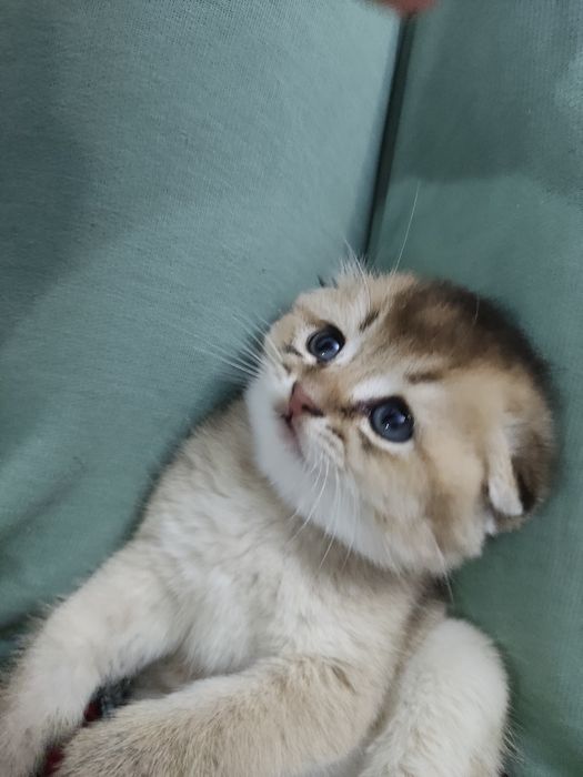 Scottish fold strayt