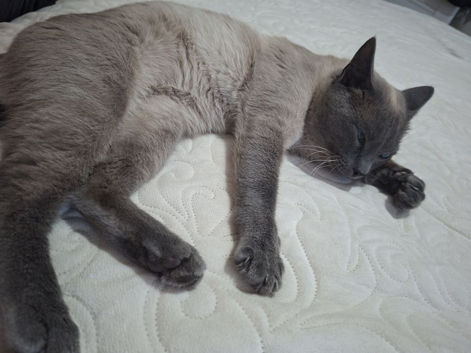 Кот ищет кошку для вязки