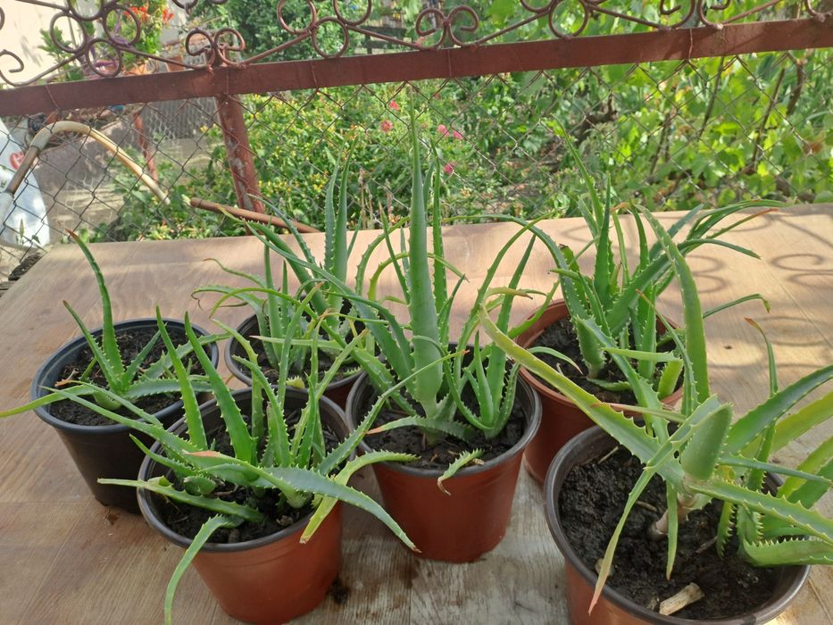 Vând plante  aloe vera