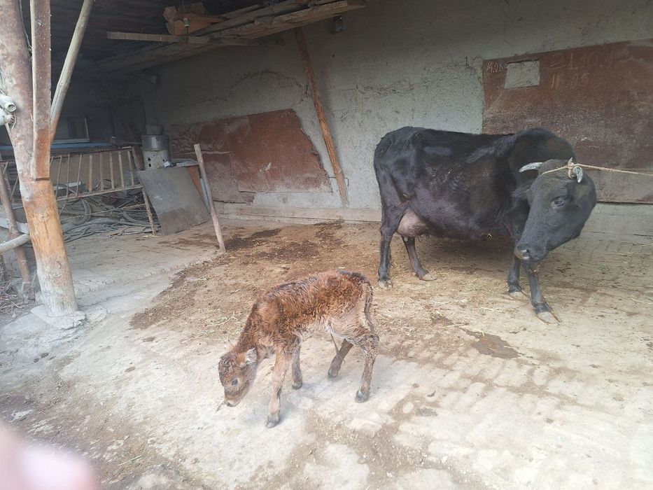 Sigir sotiladi bolasi hokizcha