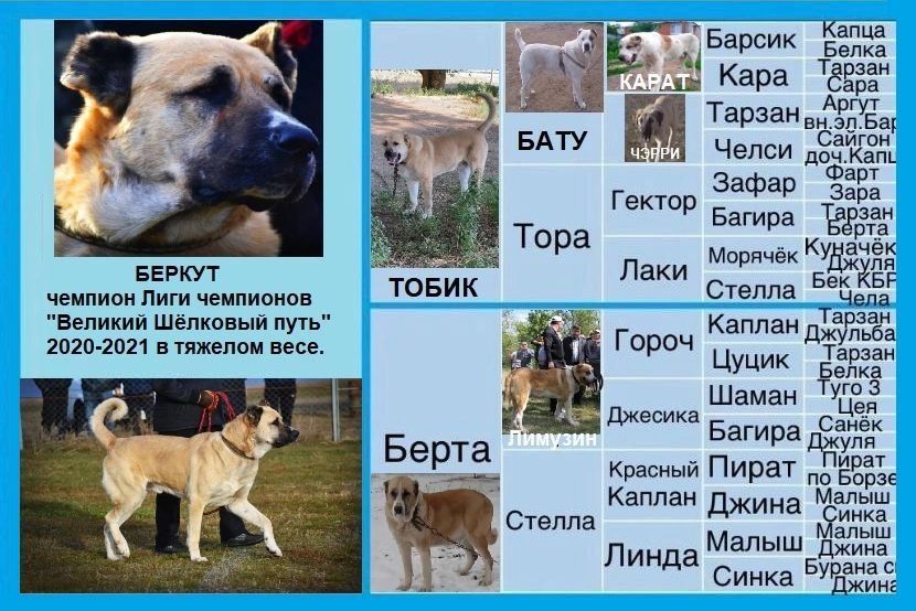 Продается сын Рэмбо