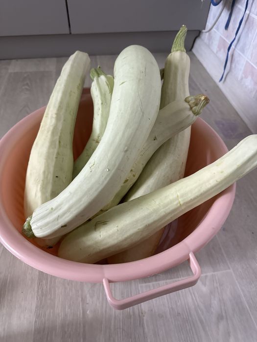 Продам молодые кабачки  с дачи