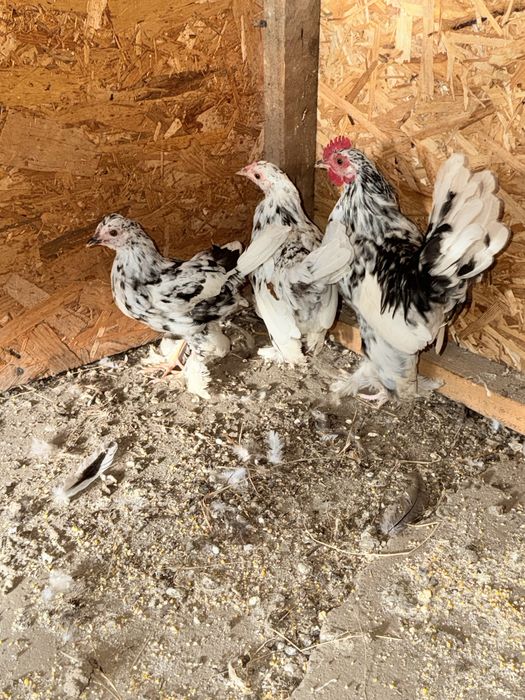 Familie 2+1 găinușe pitice