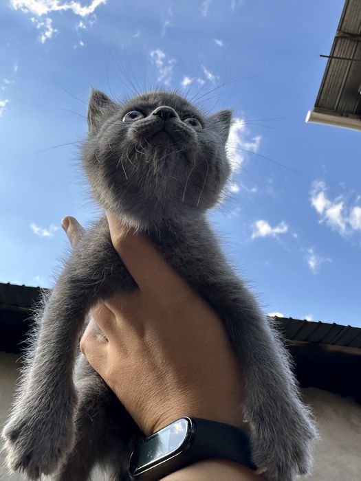 Отдам котят в хорошие руки