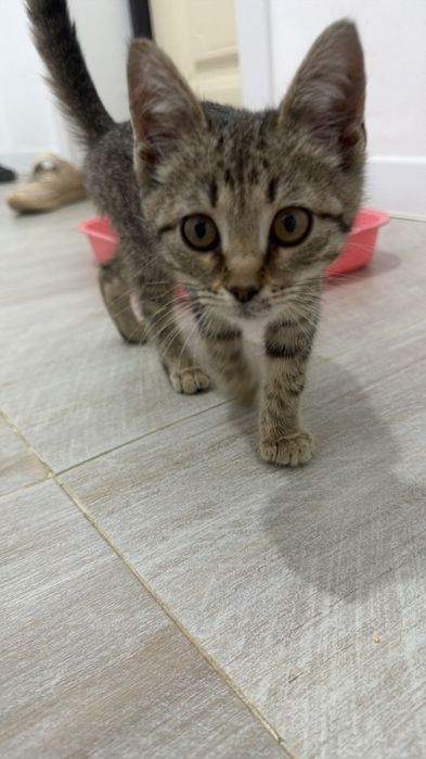 котенок ищет дом