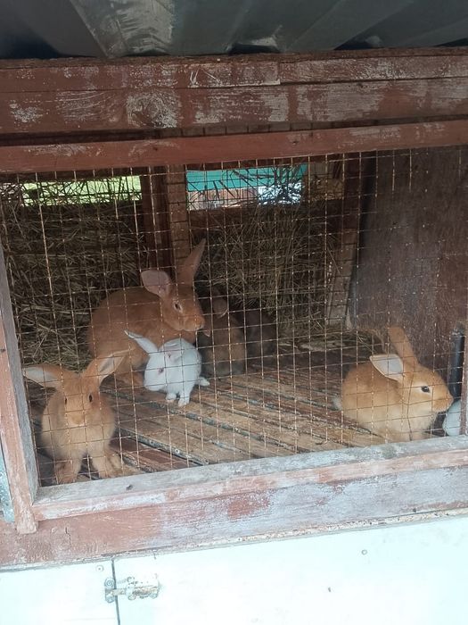Кролики  на продажу