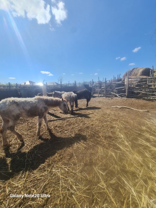 Тай сатылады күйлері  жақсы