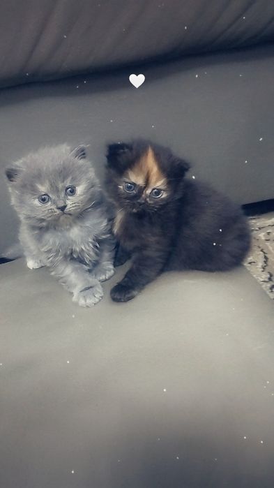 продаются чистокровные шатладские котята