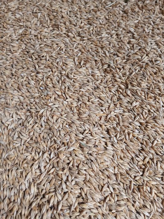 Vand Grau orz si porumb