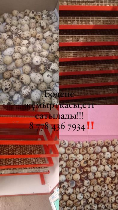 Бөдене еті мен жұмыртқасы сатылады