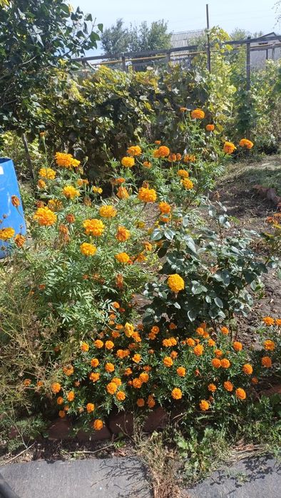 Продам дачу со всеми насаждениями