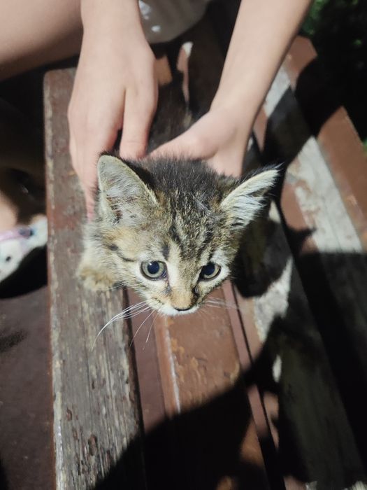 Котёнок в добрые руки